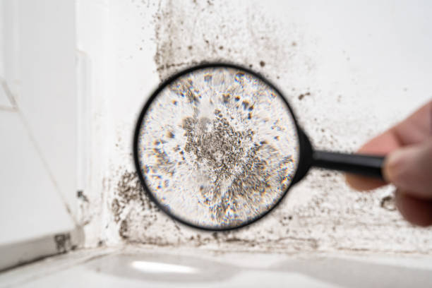 Trusted Carrollton, MO Mold Remediation Experts